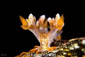 Bornella stelifer by Kelvin H.y Tan 